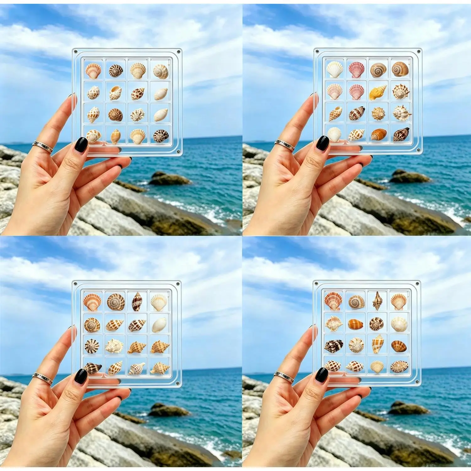 Seashell Display Box,Clear Shell Holder Organizer Case,Beach Shelling Collecting Tools, Storage  Case for Seashells Rocks  Beads Small Craft Collections