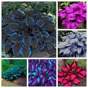 300 high-quality hosta seeds  . guaranteed viable with no bad seeds. A perennial shade plant, perfect for gardens and yards. Made in the USA |   Non-GMO |