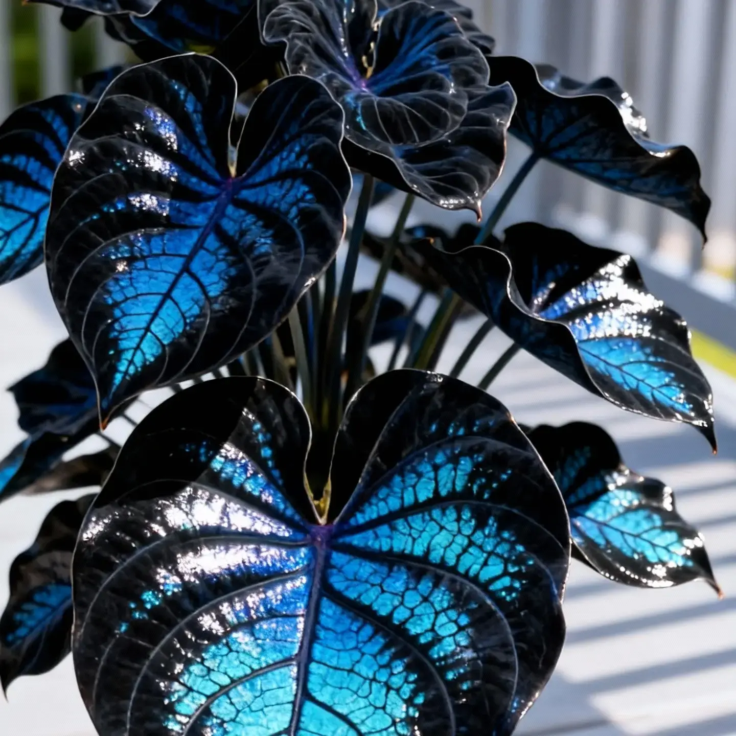 Hosta Seeds Pack of 800 Perennial Shade Plant for Garden Yard Start Low Maintenance Ideal Borders Under-Tree Areas Shaded Pathways