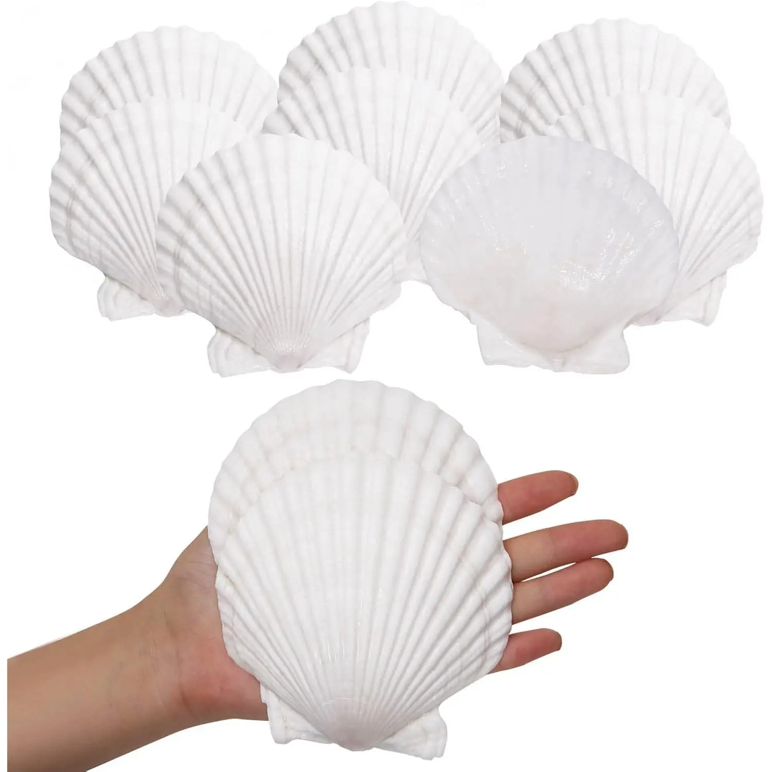 10PCS Large Natural Seashells White Scallop Shells 4"-5" | Sea Shells for Crafts, Baking, Cooking and Serving Food, DIY Crafts, Seashell Beach Decorations and Home Decor