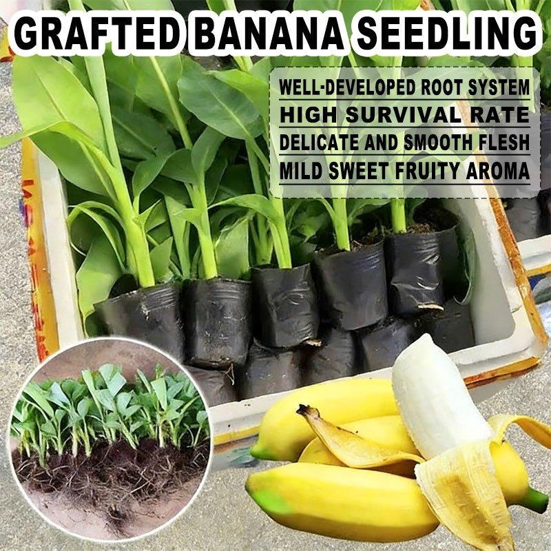 Grafted banana tree seedlings, vibrant fruit plants, fast-growing, suitable for home gardens and gardens