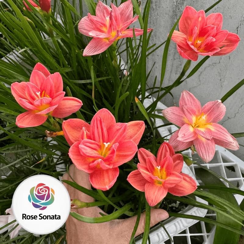 Rain flower bulbs - grown and flowering year-round, ideal for indoor potted flowers. Mature bulbs (non-seed) have high germination rates, large and colorful flowers, easy to grow, suitable as garden floral gifts, or for beginners.