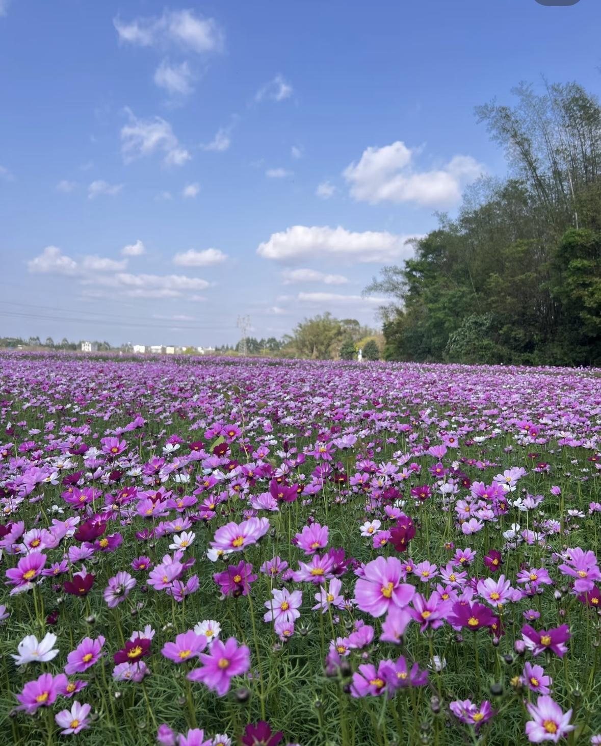 3600 Seeds of Rose Carnation Cosmos Lavender Sunflower Bonus Climbing Rose Gift Her a Garden of LoveValentine's Day & Mother's Day LoveSeed
