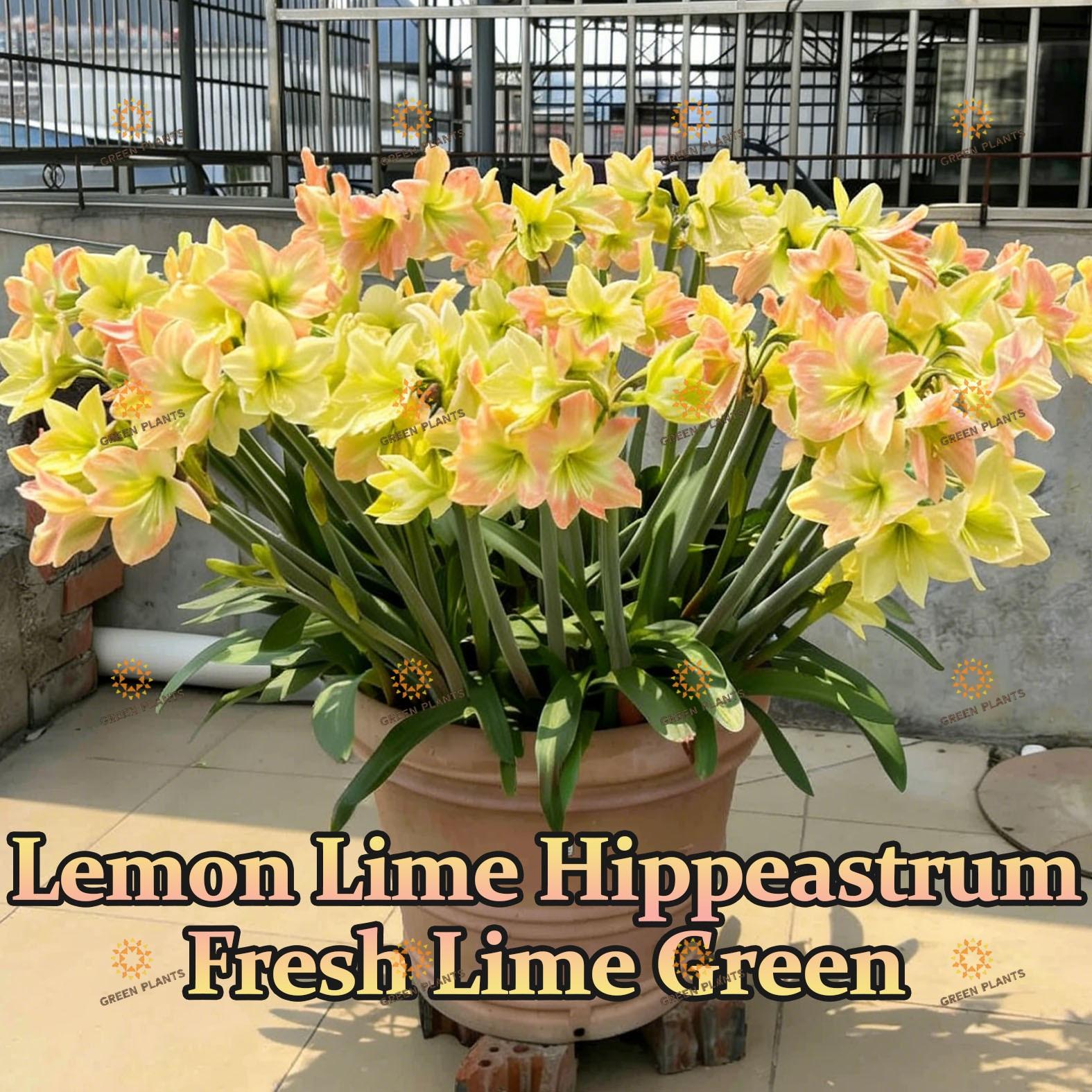 Hyacinth bulb, with excellent quality, easy to plant, high survival rate, long flowering period, and multiple years of blooming, is an ideal choice for garden decoration. It is suitable for indoor and outdoor potted plants, family balconies, and garden gr