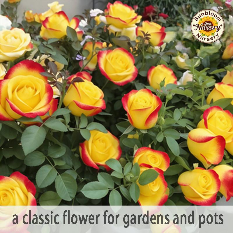 Butterfly Rose Seedlings | Outdoor Garden and Home Decoration Flowers Rose Plants