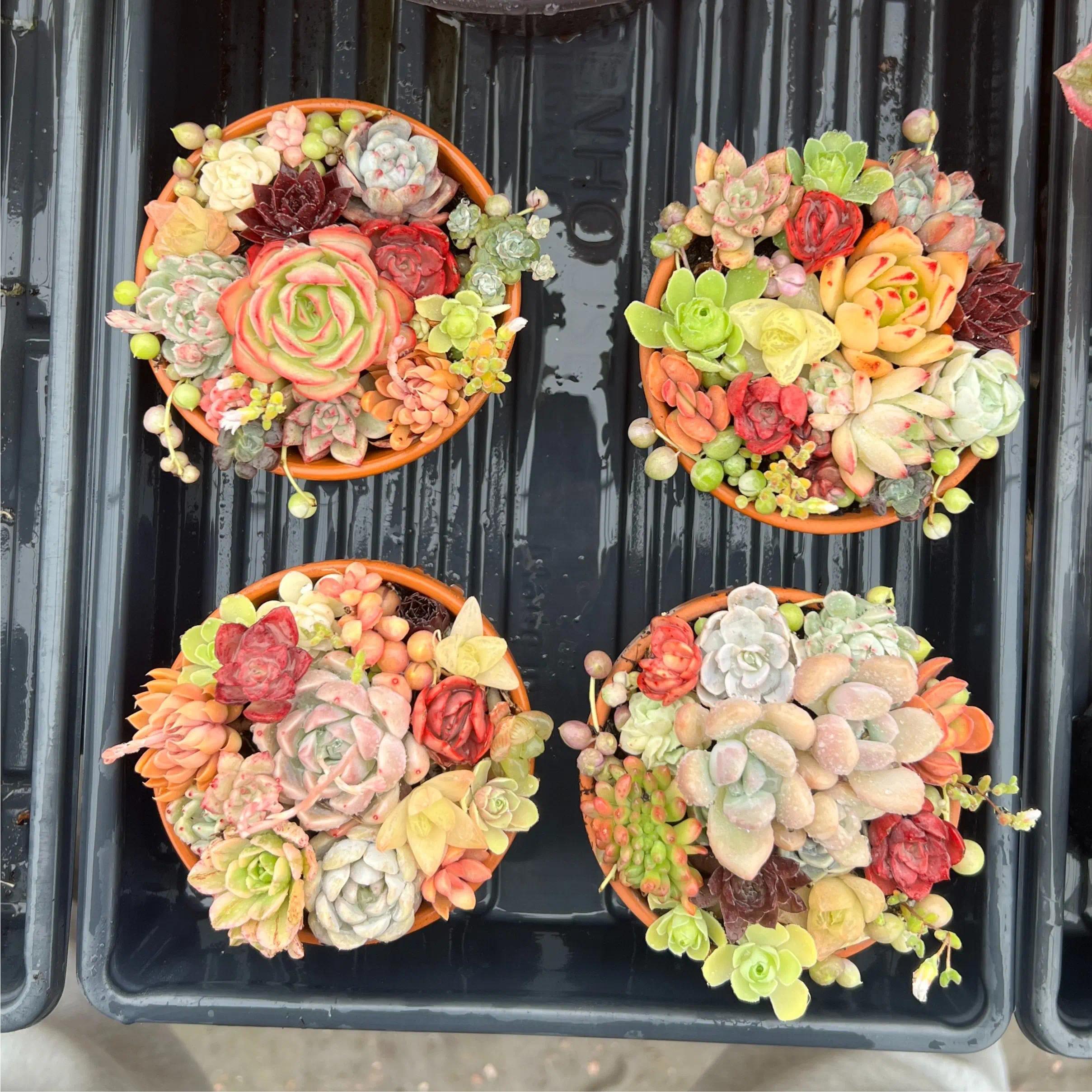 Colorful Assortment -Potted Succulents Combo -Rare Succulent 12/15/24/30 pieces, mixed DIY rare live succulent plant cuttings, 1-1.5 inches random mysterious bulk succulent plants, no roots, no pots, no soil, garden indoor office desk decoration