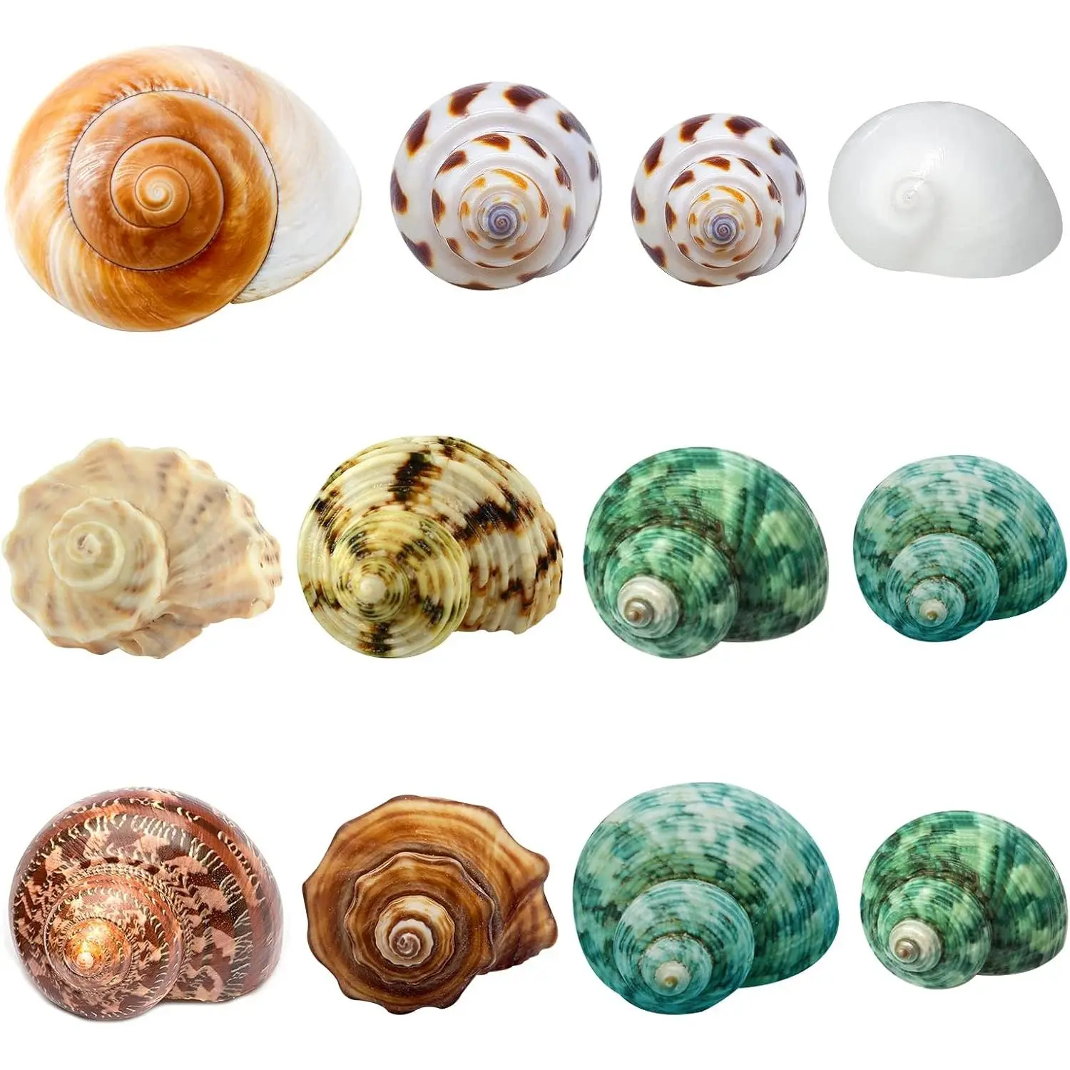 Hermit Crab Shells Medium and Large - 12PCS Growth Turbo Seashells Size 1.4"-3.2" for Small Medium and Large Crabs - Saltwater Hermit Crab Supplies, Natural Sea Shell Decor