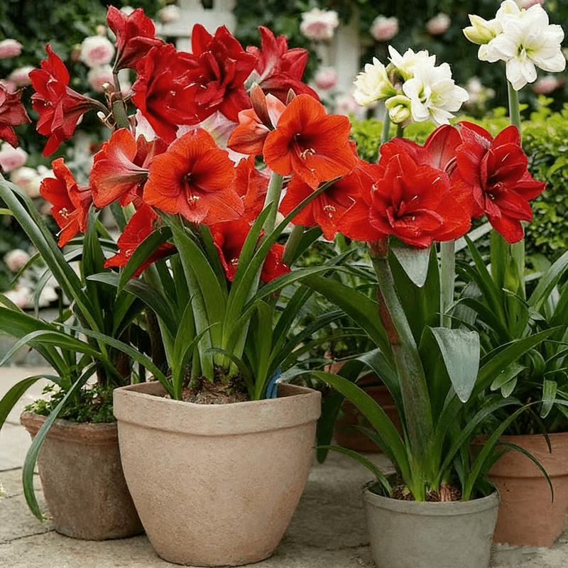 Hyacinth bulbs, multi-color mix and match, rich colors, high-value home gardening, gorgeous flowers, suitable for potted plants