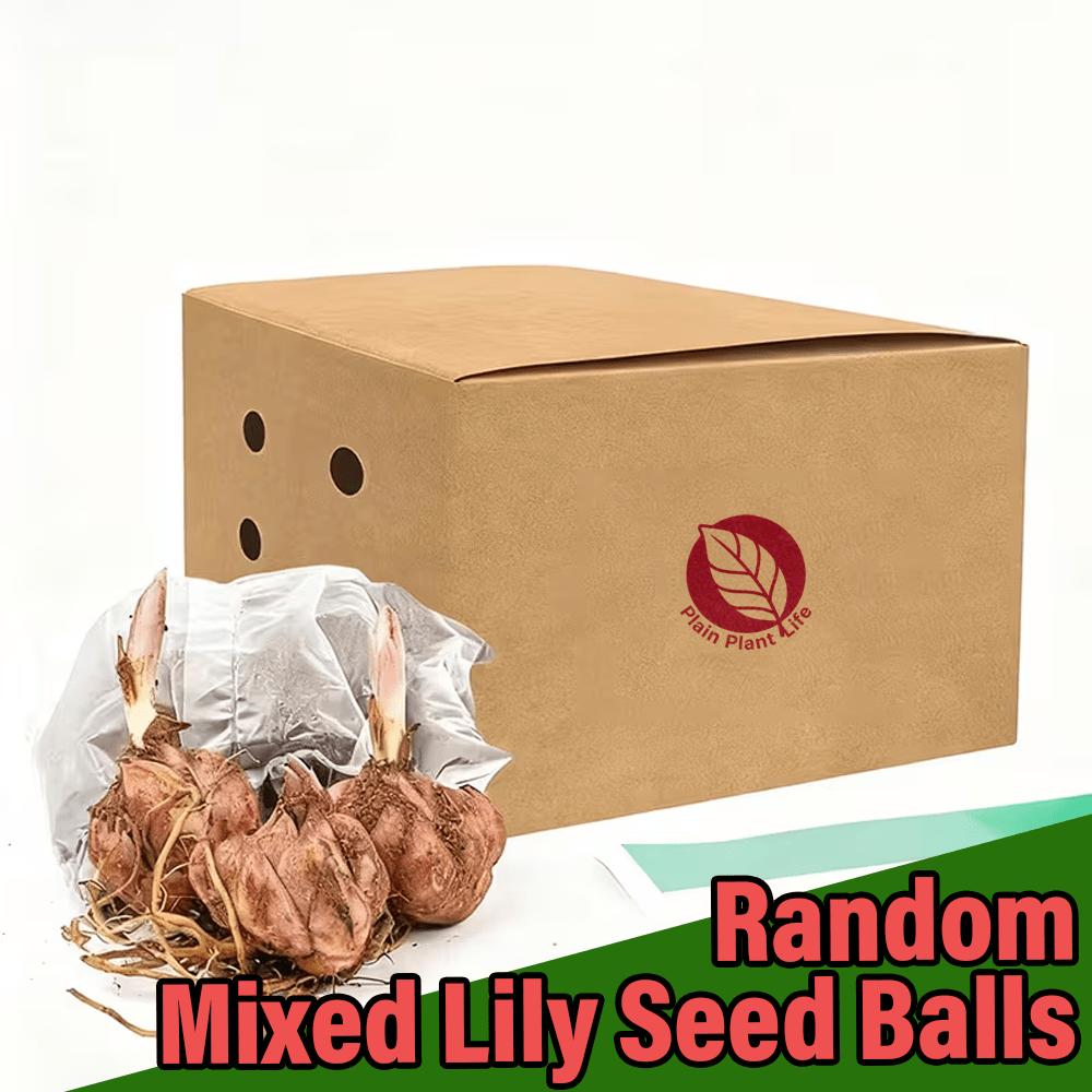 Mixed-color lily bulbs, perennial bulbs, easy to plant and maintain, garden balcony potted decorative seedlings, cold-resistant and heat-resistant, a must for home gardening landscapes