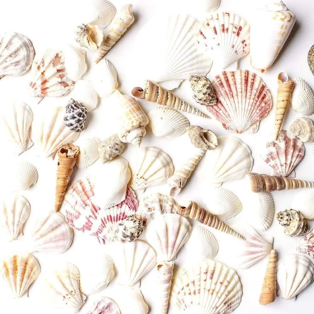 Super Z Outlet Approx. 50 Pcs Mixed Ocean Beach Seashells Assorted Marine Life, Perfect for Fairy Garden Decor, Arts & Crafts, Party Favors Collection