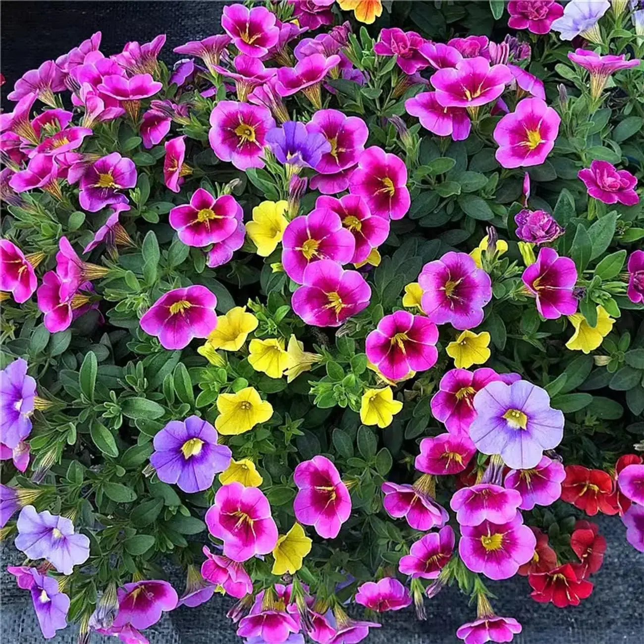 500-Count Rainbow Mix Petunia Seeds, Open-Pollinated Non-GMO Flower Seeds for Indoor and Outdoor Pollinator Gardens