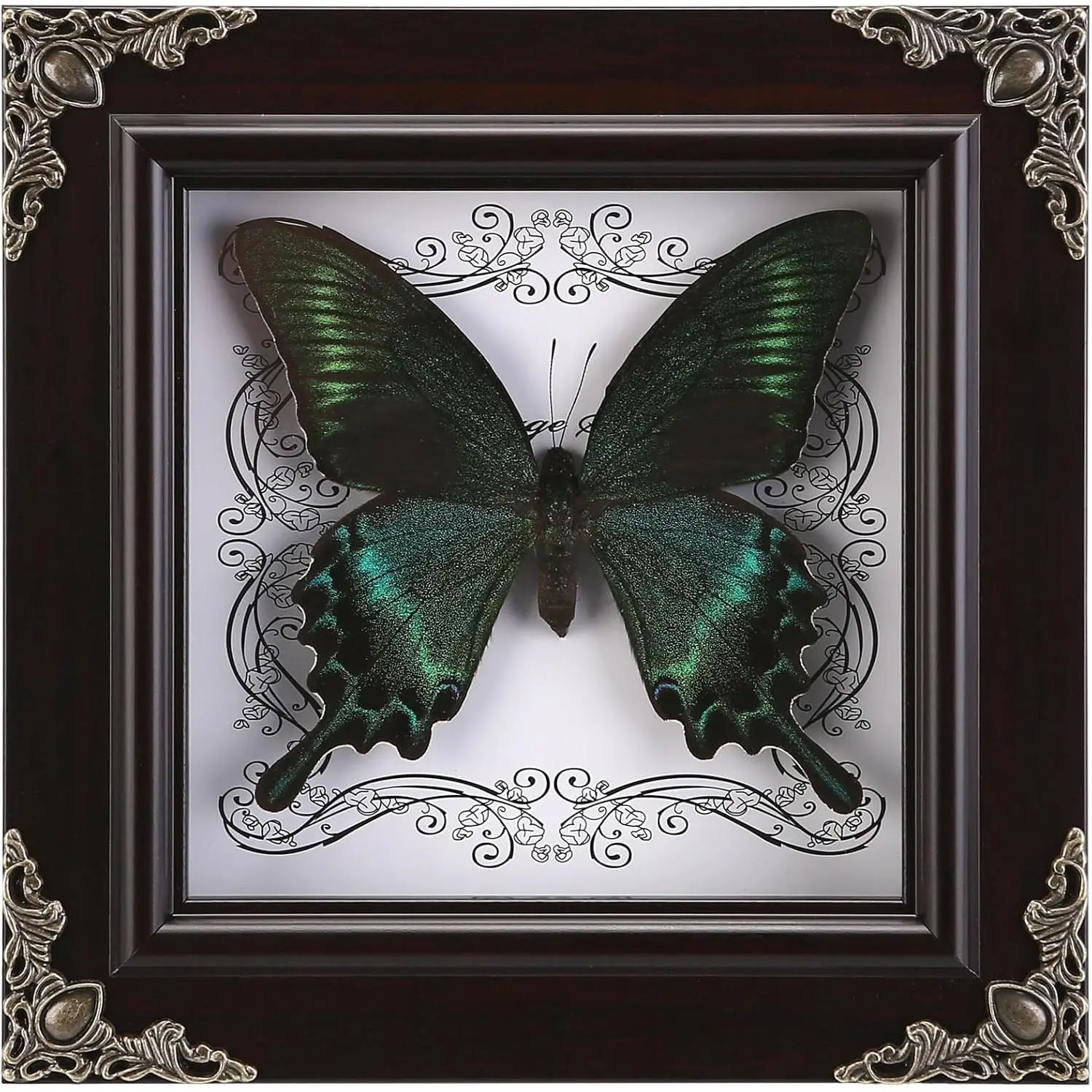Handmade Framed Real Butterfly Taxidermy Shadow Box Collection, Framed Butterfly Taxidermy for Gothic Home Decor, Green-Banded Queen Butterfly
