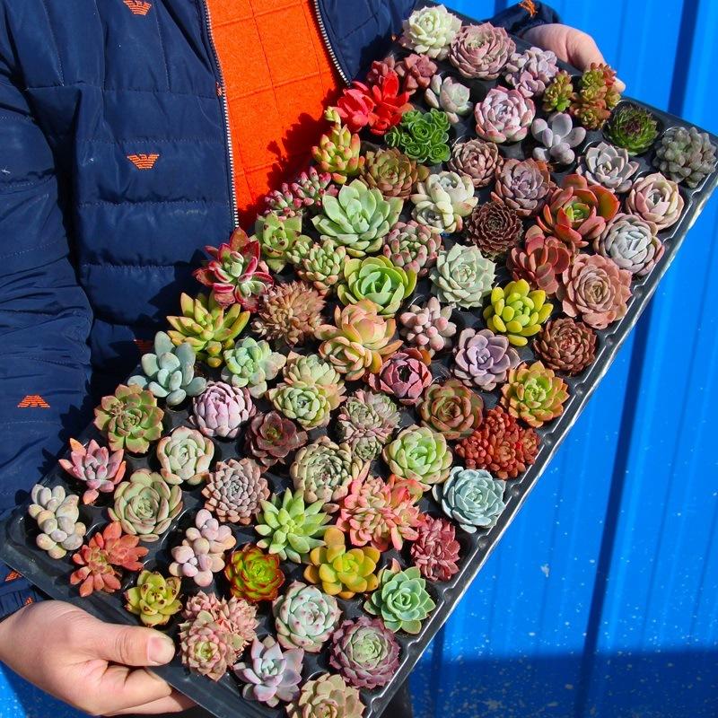 12/15/24/30 pcs succulent packaging mixed with different types of plants for garden decoration