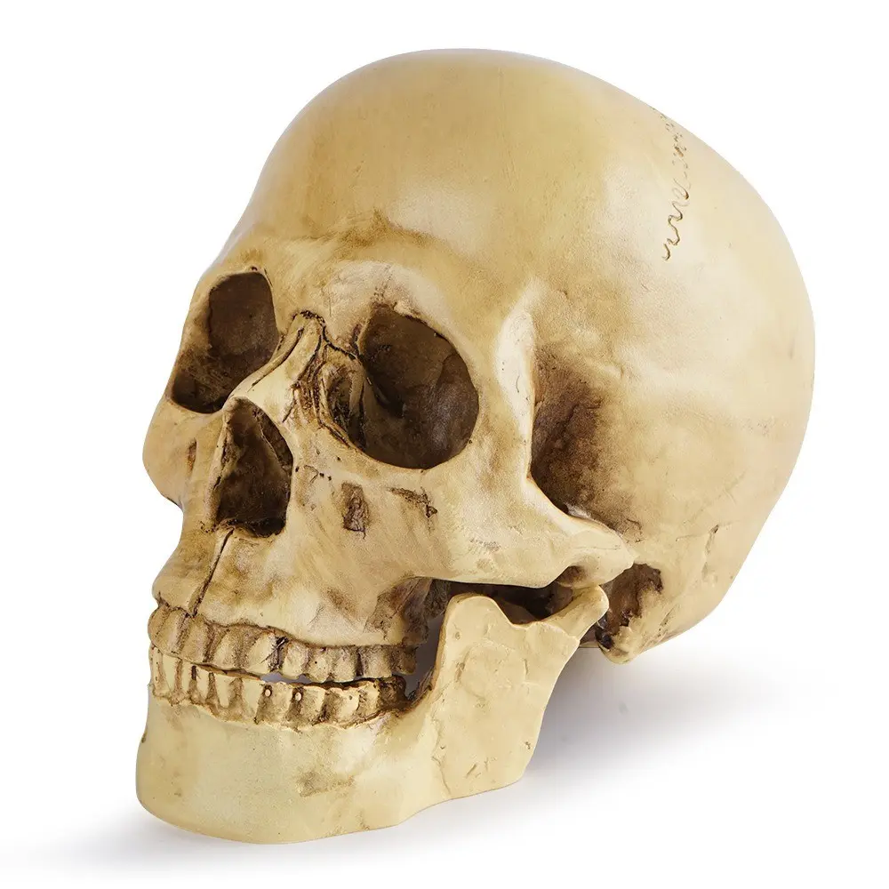 Skull Head Medical Resin Skull Craft, Unique Decorative Item, Halloween Decoration, Wholesale Supply, Personalized Ornament