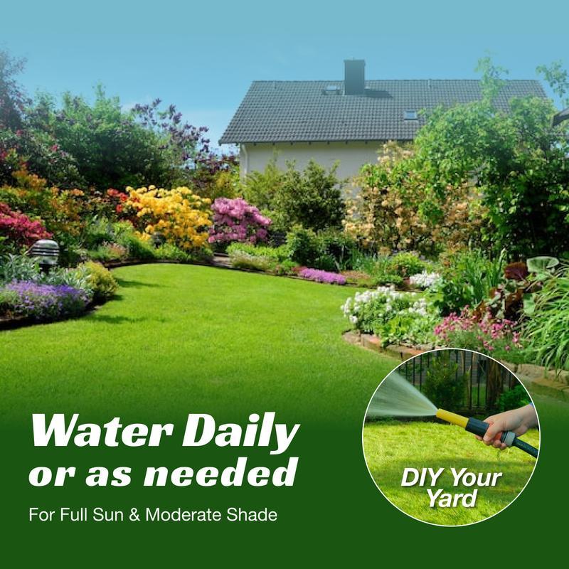 Lawn seeds, grass seeds for lawn planting, suitable for outdoor yards and landscape areas. Suitable for shady areas. plants