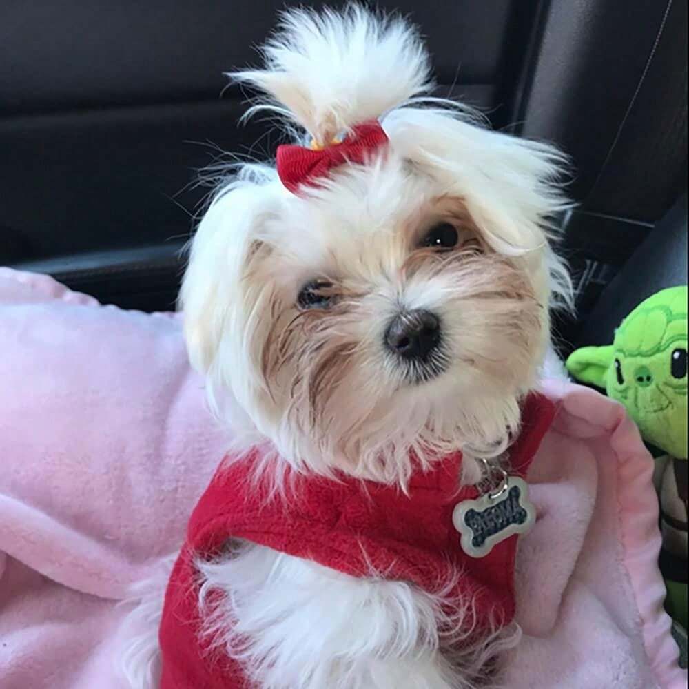 30pcs Puppy Yorkie Dog Hair Bow Pure Ribbon With Rubber Band 40mm Pet Grooming Products Mix Colors Varies Patterns Pet Hair Bows (Pure Ribbon Rubber Bow)