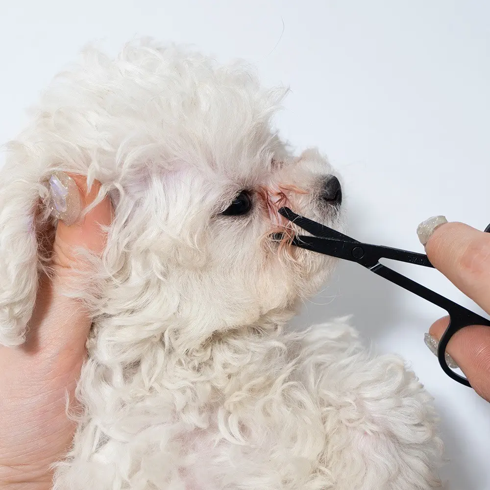 2-Piece Pet Eye Grooming Set, Stainless Steel Comb & Detail Brush, Dog Cat Face Cleaning Kit, Removes Tear Stains, Pet Care Essentials