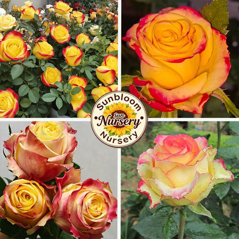 Butterfly Rose Seedlings | Outdoor Garden and Home Decoration Flowers Rose Plants