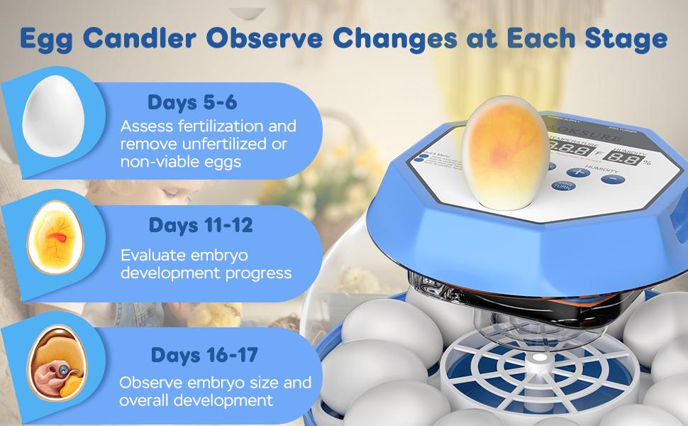 Automatic Egg Incubator For 12-24 Eggs, With Temperature & Humidity Control, Auto Egg Turning, 360 °   View Window For Chicken/Duck/Quail/Turkey Eggs (Built-In Candler & Quiet Design)