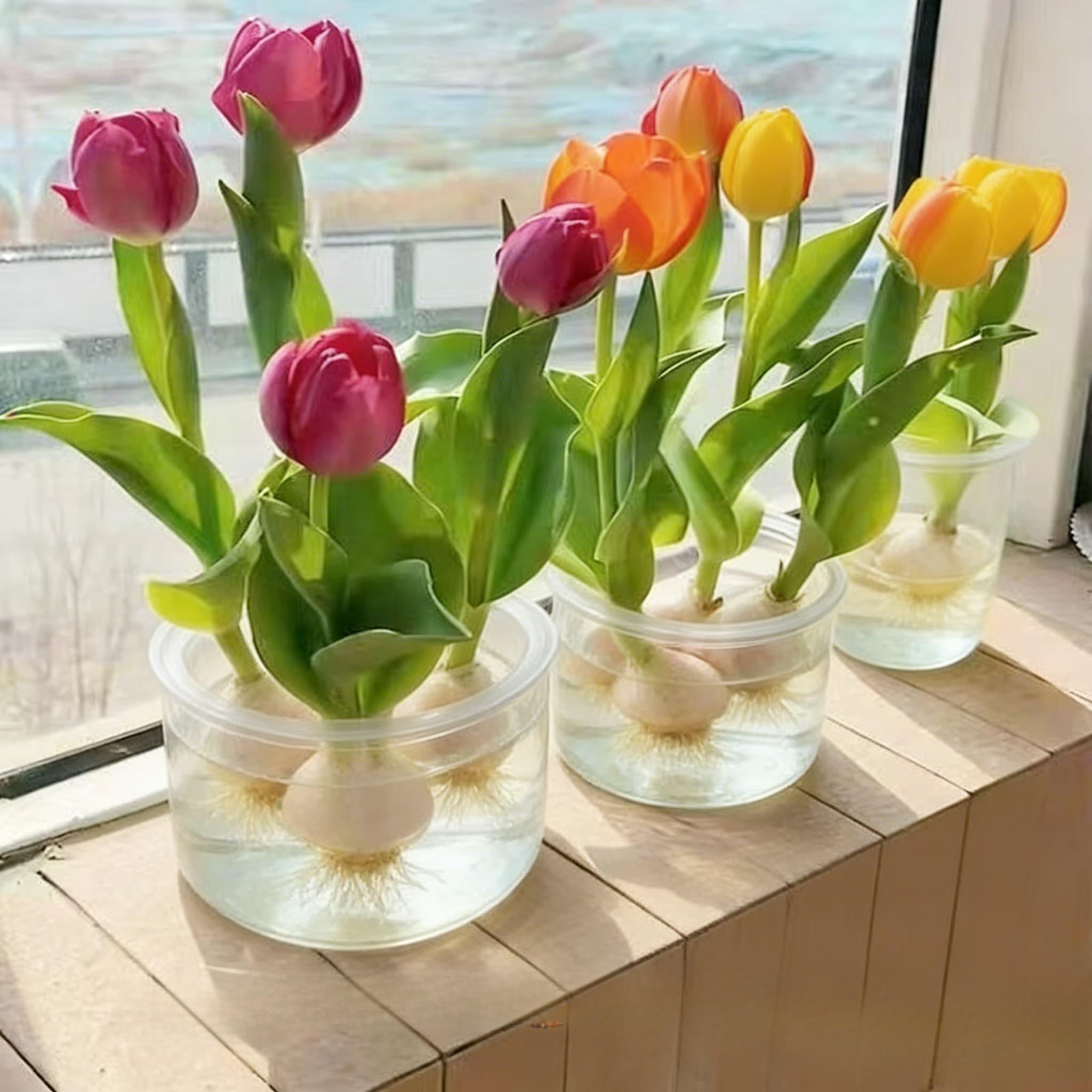 1 tulip bulb | Both hydroponic and soil culture | Easy to grow | Suitable for home garden, balcony, tabletop decoration