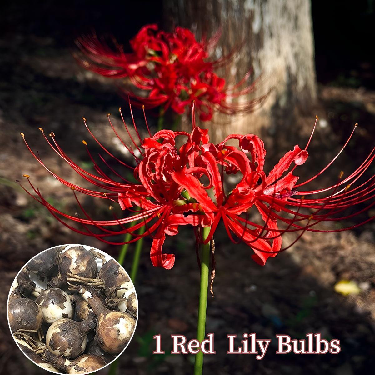 Lily Ball, natural fertilizer flower ball, multi-season flowering and year-round growth, suitable for indoor and outdoor planting in all regions, cold-resistant and easy to survive.