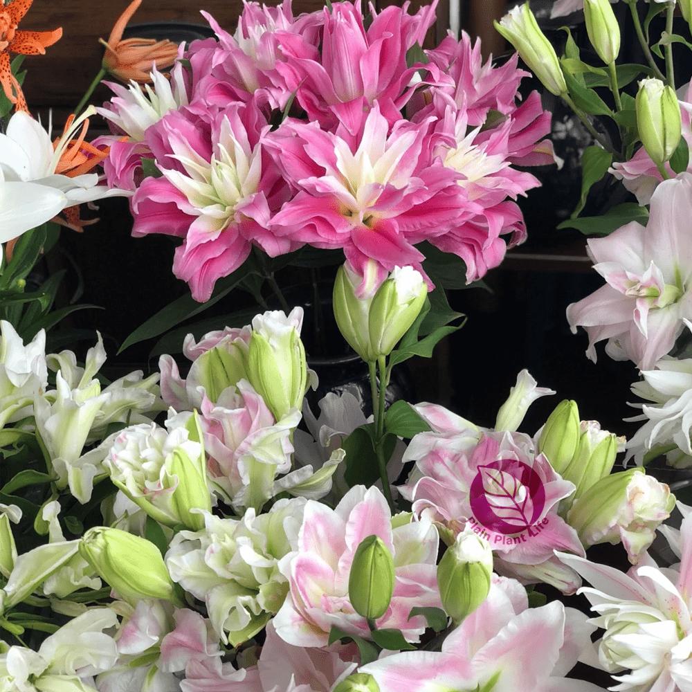 Mixed-color lily bulbs, perennial bulbs, easy to plant and maintain, garden balcony potted decorative seedlings, cold-resistant and heat-resistant, a must for home gardening landscapes