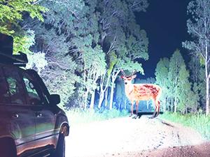 Nilight 2007 2008 2009 2010 2011 Honda CRV Headlight Assembly Black Housing Amber Reflector Nilight 2007 2008 2009 2010 2011 Honda CRV Headlight Assembly Black Housing Amber Reflector