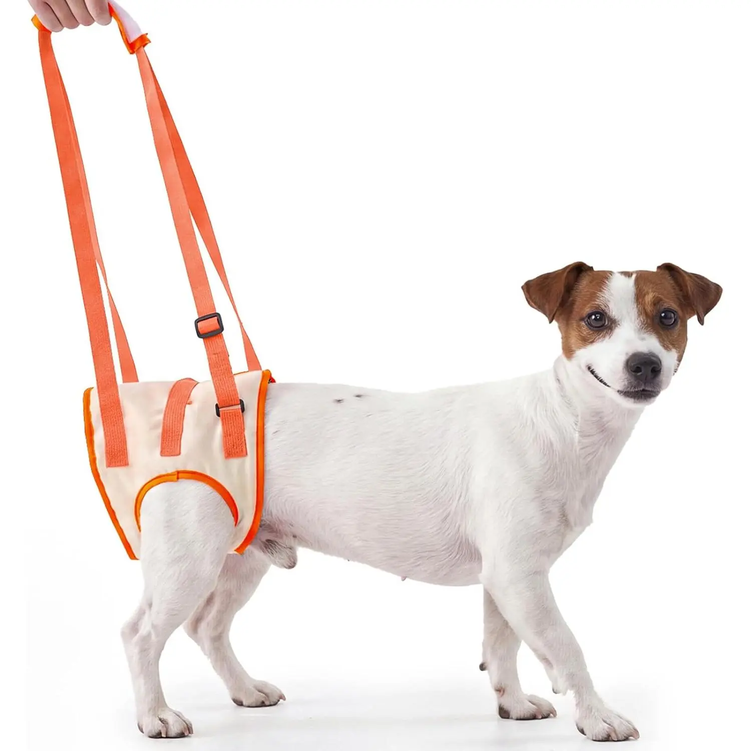Allroaring Dog Lift Harness with Soft Pads, Orange, M| Small Medium Dogs, Adjustable Back Leg Sling, Help Walk and Rehabilitate, Arthritic,Disabled,Senior,Injured