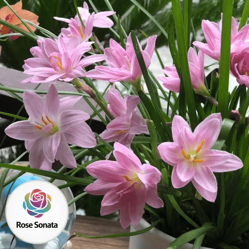 Rain flower bulbs - grown and flowering year-round, ideal for indoor potted flowers. Mature bulbs (non-seed) have high germination rates, large and colorful flowers, easy to grow, suitable as garden floral gifts, or for beginners.
