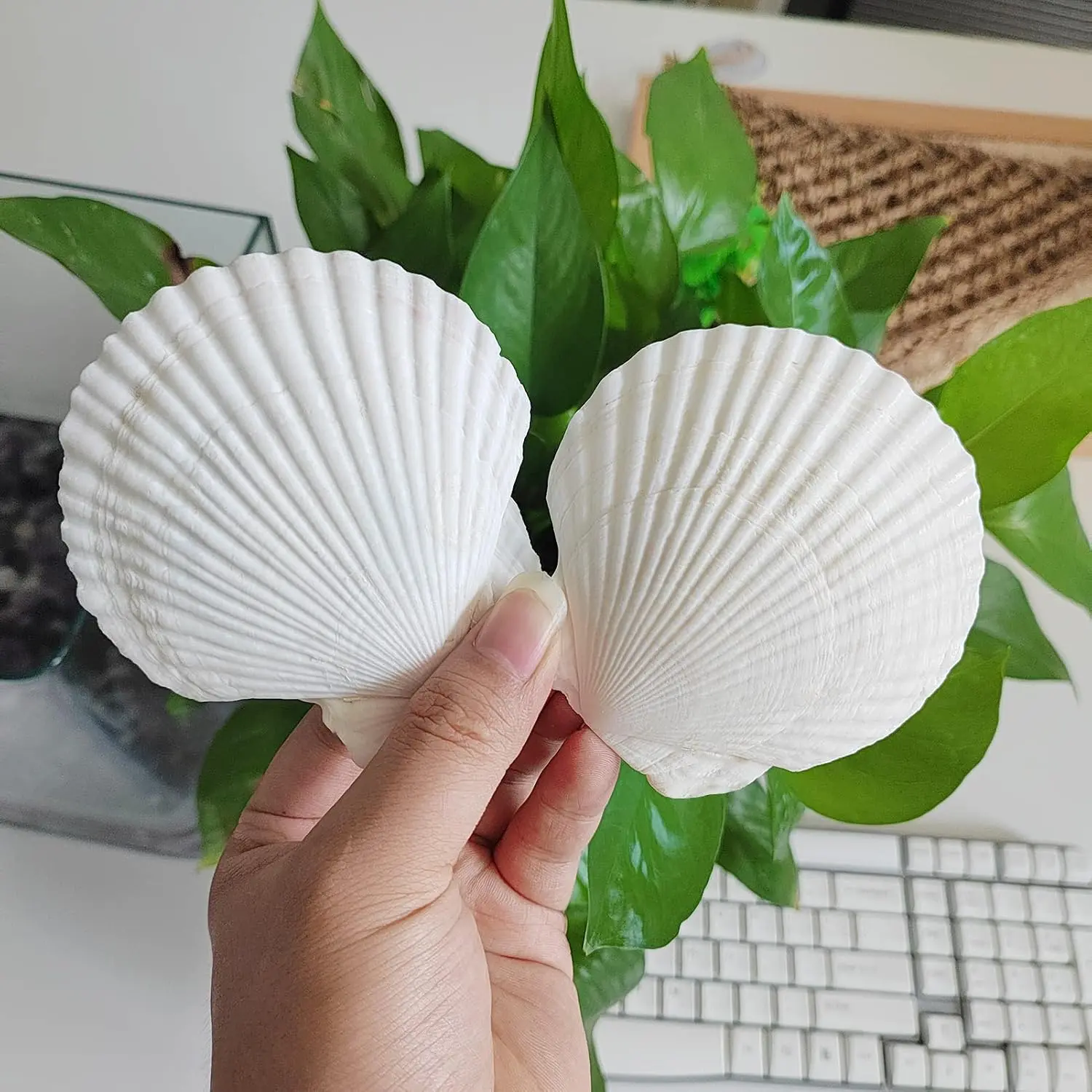 16 count Sea Shells for Crafts Decoration 3"~4" White  Shells for Crafts DIY Painting Beaching Wedding Decoration, Beach  White Seashells Bulk