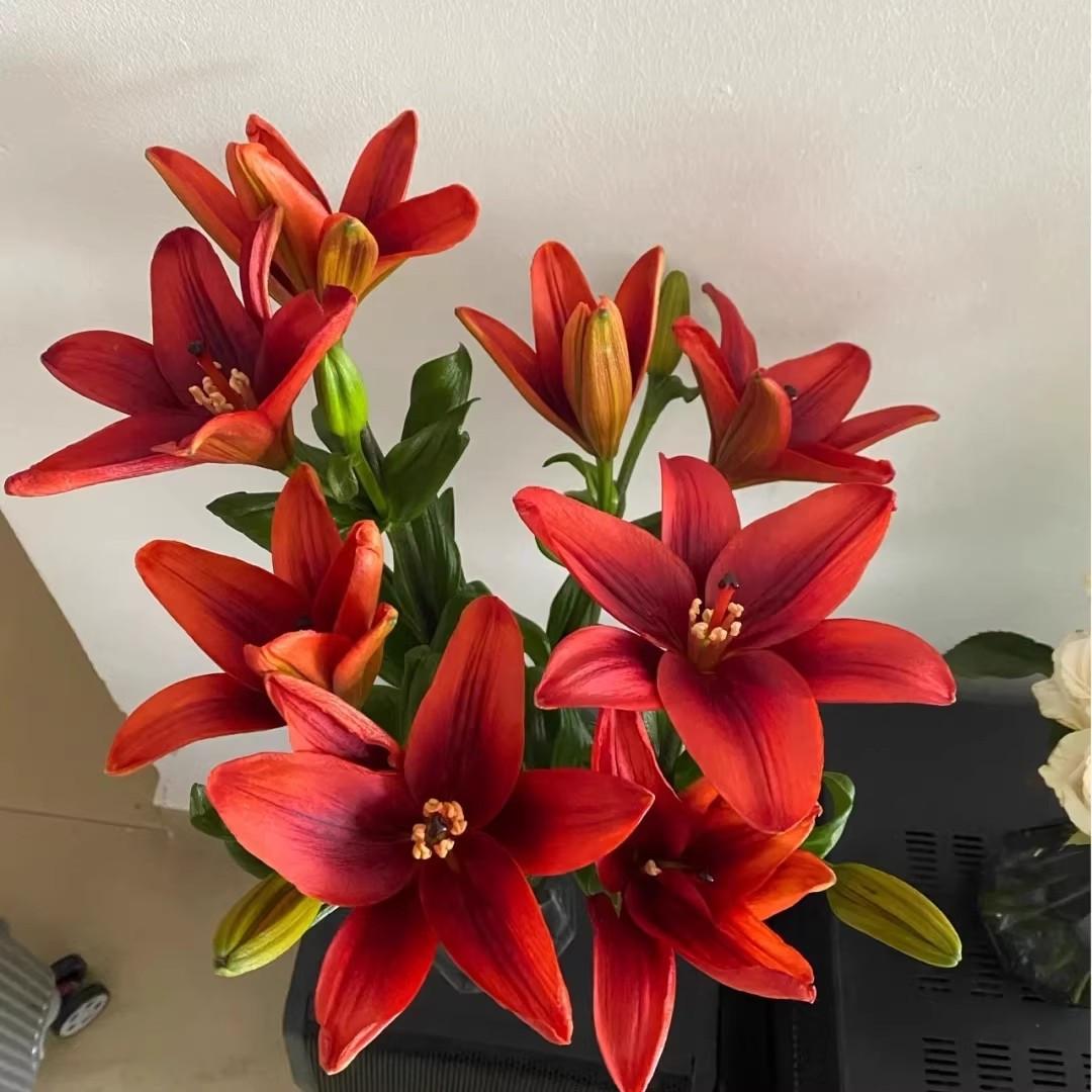 Lily Seed Balls - Potted Plants, Bright Red Flowers, Perfect for Garden Decor, Balcony Tabletop Flowers