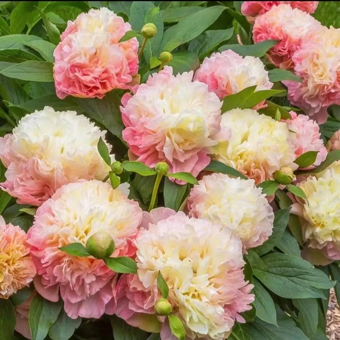 20pcs Double Flower Peony Seeds, Outdoor Perennial Flower Seeds, Perennial Ground Cover, Lawn, Outdoor Indoor Plants, Planted Flowers, Vanilla Seeds, Vegetables, Fruits, Garden Gardening, Local Delivery