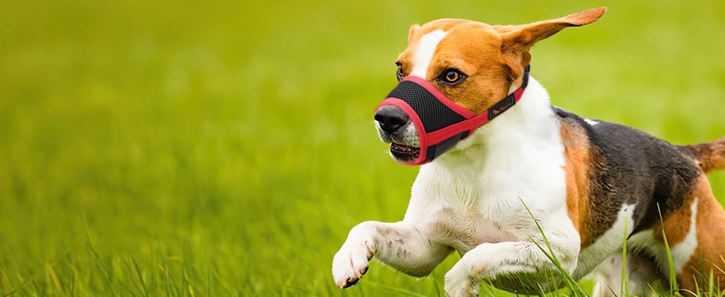 Dog Muzzle,Soft Nylon Muzzle Anti Biting Barking Chewing,Air Mesh Breathable Drinkable Adjustable Loop Pets Muzzle for Small Medium Large Dogs 4 Colors 4 Sizes (Black, L) PET MUZZLE pet muzzle Dog Muzzle,Soft Nylon Muzzle Anti Biting Barking Chewing,Air Mesh Breathable Drinkable Adjustable Loop Pets Muzzle for Small Medium Large Dogs 4 Colors 4 Sizes (Black, L) PET MUZZLE pet muzzle