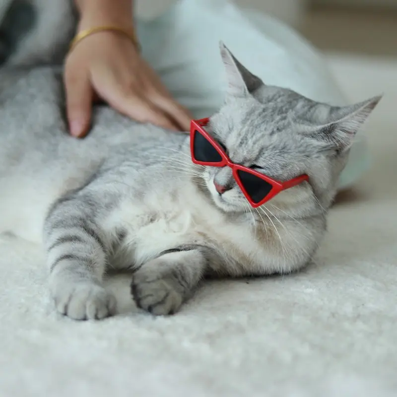 Fashion Eye Glasses for Cats, Kittens, Kitty, Retro Cool Sunglasses, Pet Costume Supplies,  Frame Glasses Photo Props for Small Medium Pets Kids Boys Girls #weeklydeals