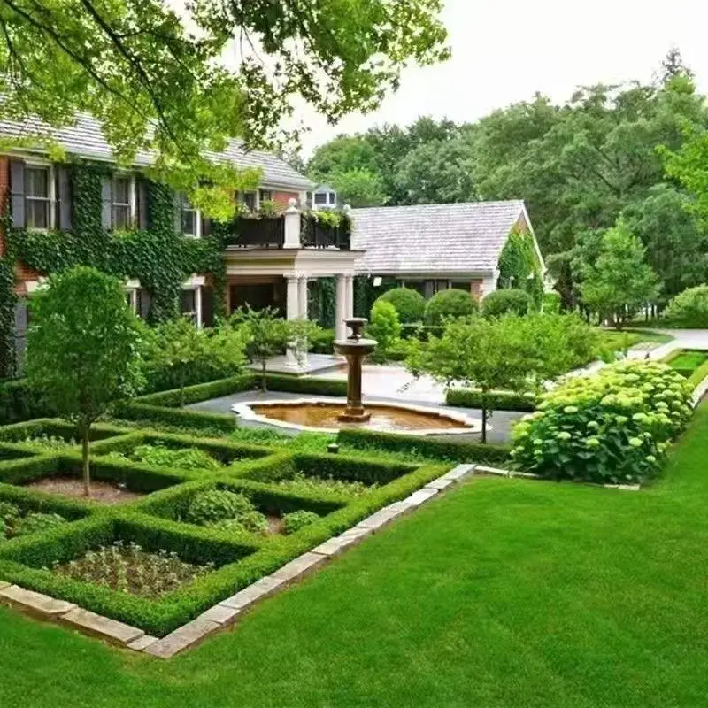 5000 Premium Seeds for Lush Carpet Lawn Fast Growing All Season Durability Ideal for Lawns & Golf Courses