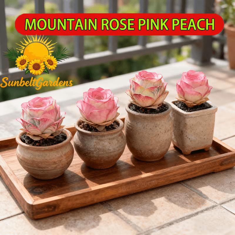 Mountain pink peach rose succulent plant, easy to grow for beginners, drought-resistant, beautiful, suitable for window sills, tabletops and balconies, easy care, no pressure, the first choice for gifts