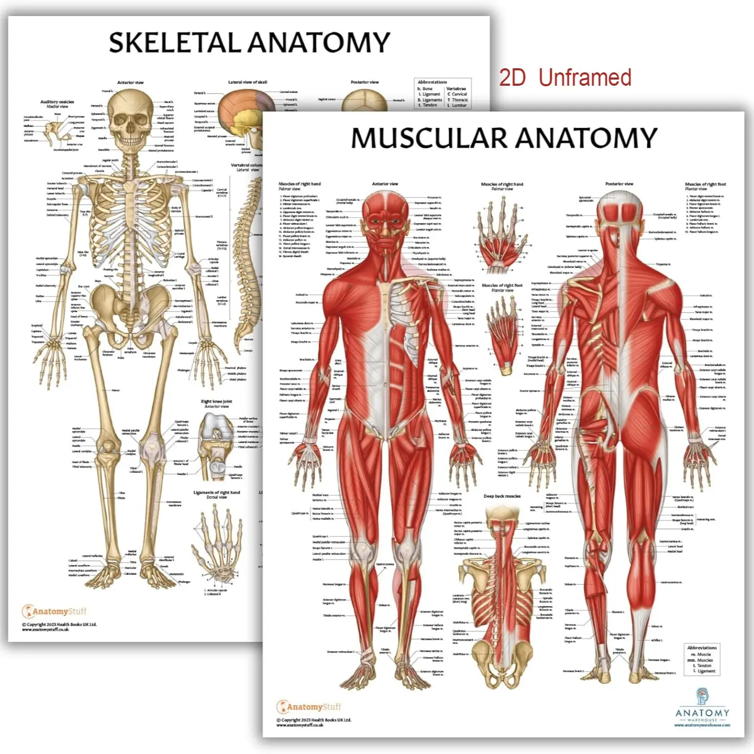 2-Piece   Frameless   Anatomy Lab Human Anatomy Poster Set | Charts of the Muscular and Skeletal Systems, Ideal for Classroom Use