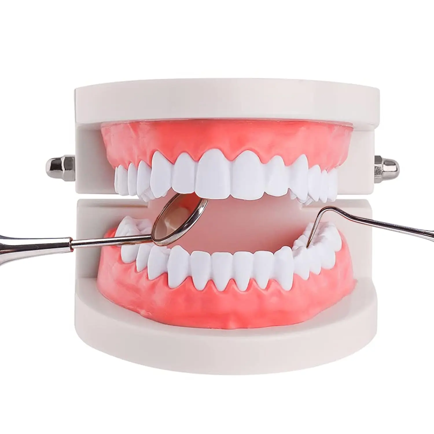 28-Teeth Standard Typodont Demonstration Model Set - Dental Accessories for Oral Care, Dental Class Teaching Aid for Brushing Instruction (No Wisdom Teeth)
