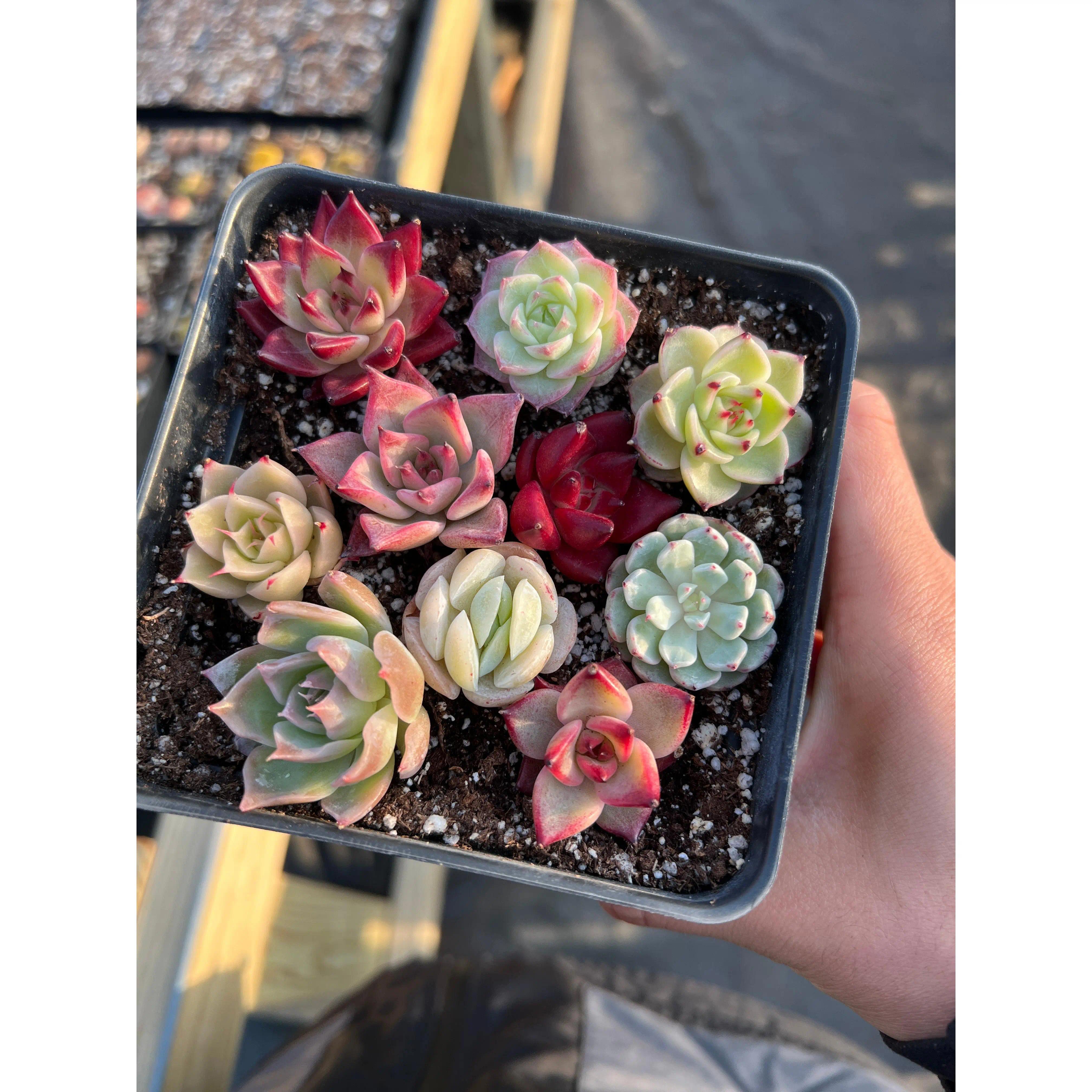 succulent/cactus cuttings-Rare Succulents 12/15/24/30 pieces, mixed DIY rare live succulent plant cuttings, 1-1.5 inches random mysterious bulk succulent plants, no roots, no pots, no soil, garden indoor office desk decoration