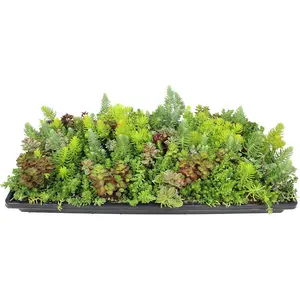 10 in. x 20 in. Sedum Groundcover Mat, Non-toxic Hardy Stonecrop for Landscaping, Live Succulents, Pet Friendly Plants for Cats & Dogs, Drought Resilient, Easy Care