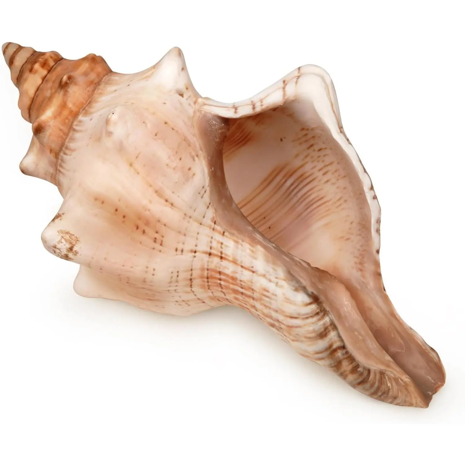 Large Natural Striped Fox Conch Shell 6-7 Inches - Giant Sea Shell for Vase Filler, Air Plants, Wedding Decor & Beach Theme PartyGift