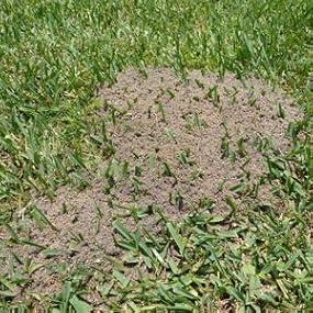 Ortho Orthene Fire Ant Killer1, Kills the Queen and Destroys Mounds, Begins Working in 60 minutes, 12 oz., 2-Pack Plant 01