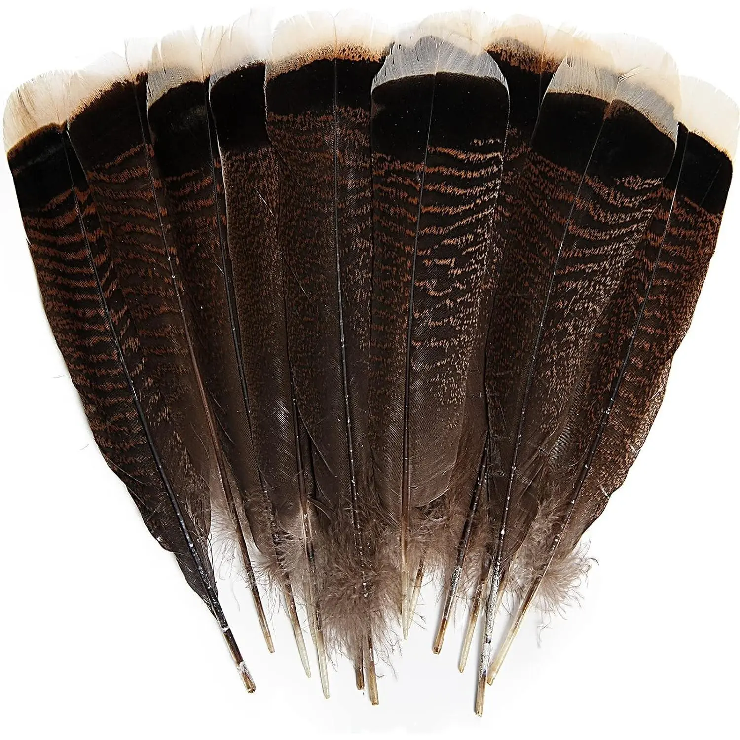 24pcs Natural Wild Turkey Tails Feathers Quill Bulk 8-10inch 20-25cm for DIY Crafts Project Collection Wedding Decoration Wild Turkey Tails Feather