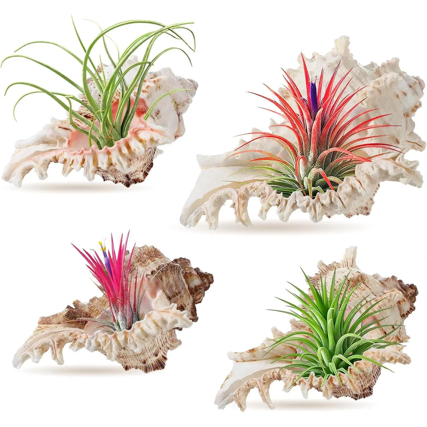 4 Pack Conch Sea Shell Air  Holders- 4-5 inches  Airplant Pot, Decorative Tillandsia Succulent Display Container for Gardening Housewarming Gifts  Table Decors, No