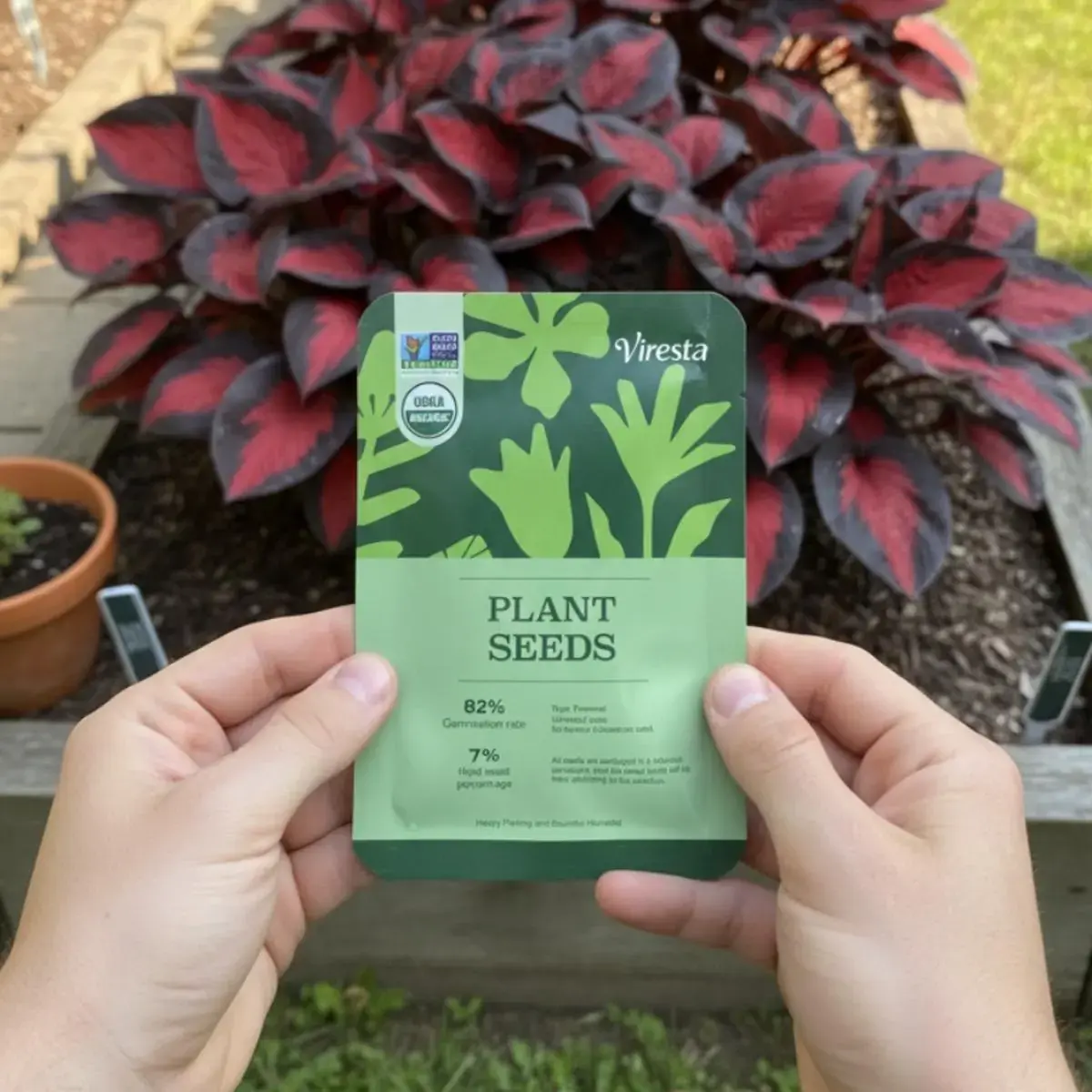 Black-Red Hosta Seeds (800pcs), Exotic Bicolor Foliage Perennial Plants, Shade Tolerant, Easy to Grow, All Seasons Grow-At-Home Flowers, Adds Strong Visual Texture for Dramatic Garden Appeal, Ideal for Gardeners