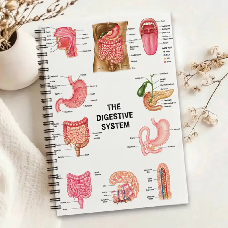 1pc Anatomy of the Digestive System Notebook, Ideal for Medical Students' Study Notes, Clearly Labeled Digestive Organs Like Stomach, Intestines and Esophagus, Portable Handbook for Medical Science Popularization and Recording