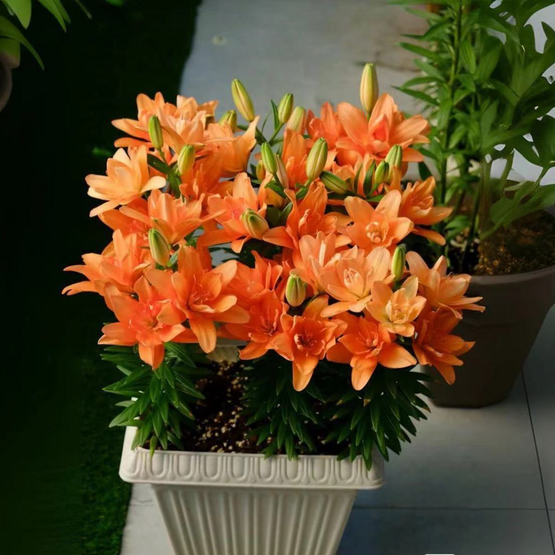 Orange lily bulbs, flowering year after year, suitable for home gardens