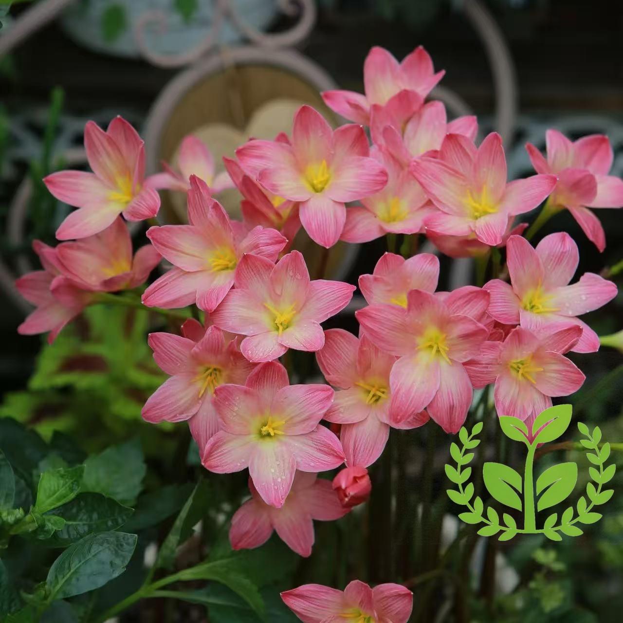 Cold and heat-resistant rain lily bulb
