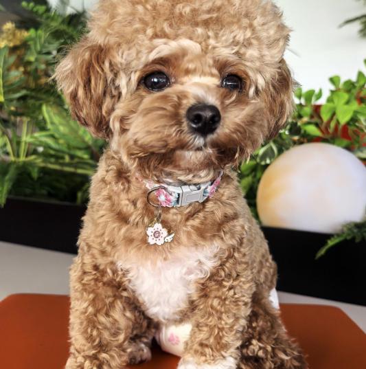 Colorful Lace Cat and Dog Collars, Harnesses, Adjustable Neck Accessories with Sunflower Heart or Lemon Pendants, Pet Everyday Wear for Small Dogs and Cats