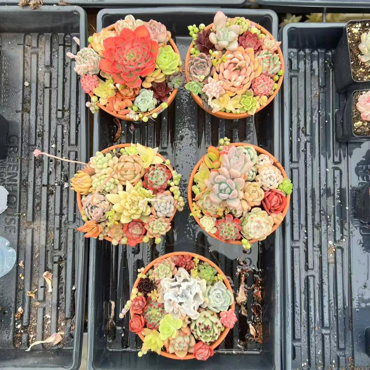 Colorful Assortment -Potted Succulents Combo -Rare Succulent 12/15/24/30 pieces, mixed DIY rare live succulent plant cuttings, 1-1.5 inches random mysterious bulk succulent plants, no roots, no pots, no soil, garden indoor office desk decoration